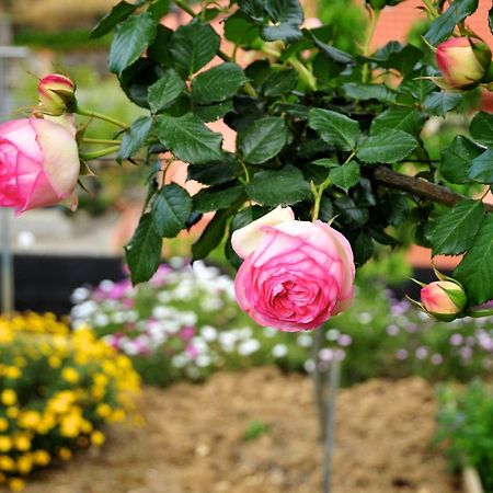 Вілла Le Rose San Biagio della Cima Екстер'єр фото