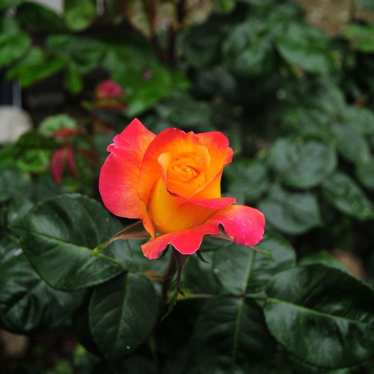 Вілла Le Rose San Biagio della Cima Екстер'єр фото