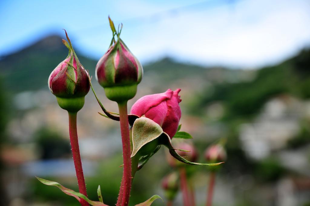 Вілла Le Rose San Biagio della Cima Екстер'єр фото