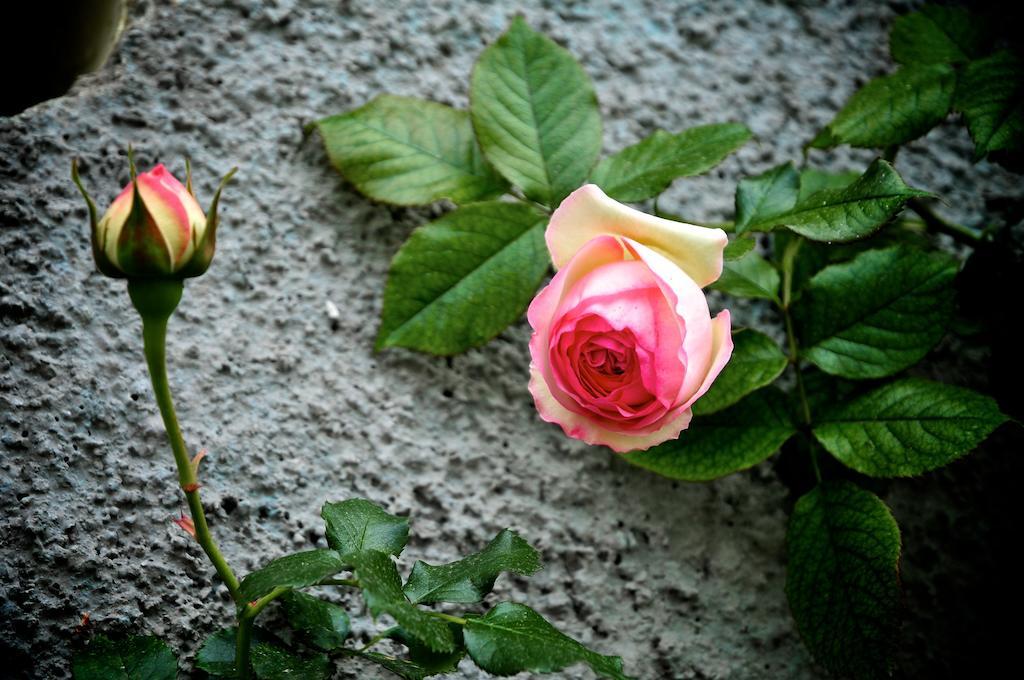 Вілла Le Rose San Biagio della Cima Екстер'єр фото