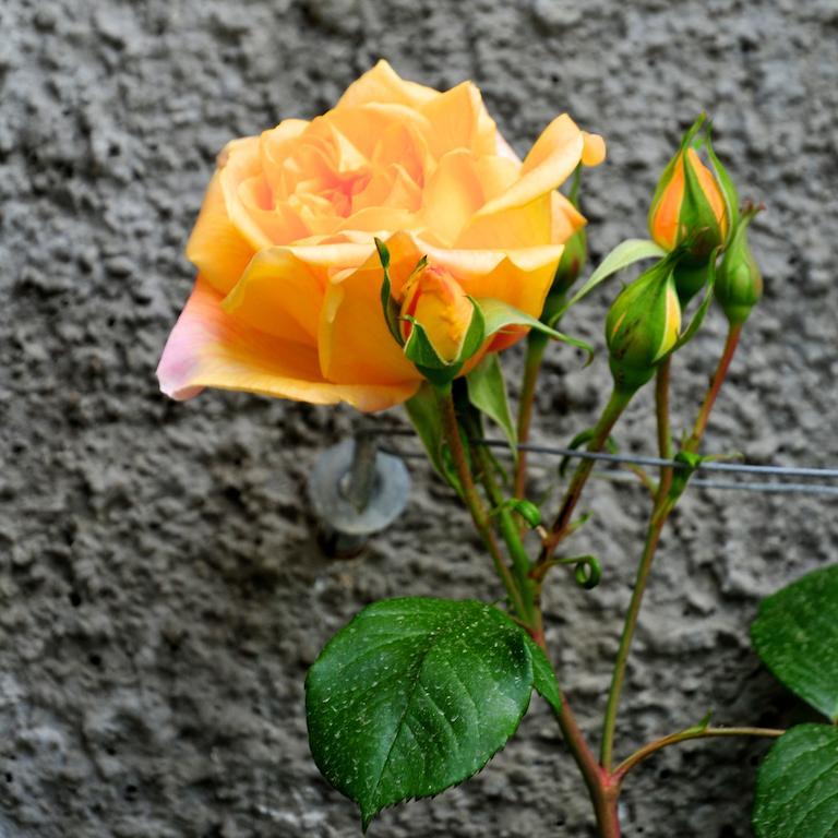 Вілла Le Rose San Biagio della Cima Екстер'єр фото