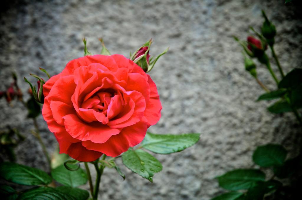 Вілла Le Rose San Biagio della Cima Екстер'єр фото