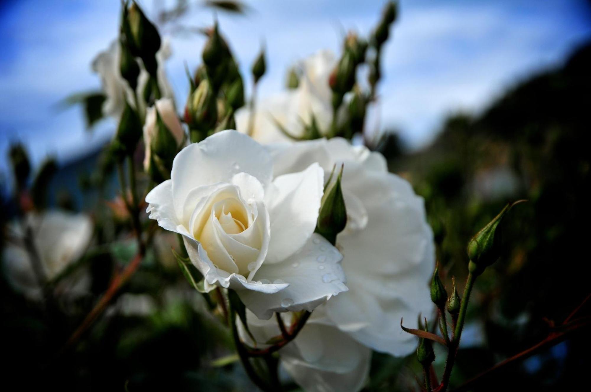 Вілла Le Rose San Biagio della Cima Екстер'єр фото