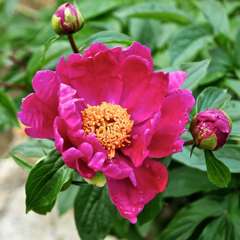 Вілла Le Rose San Biagio della Cima Екстер'єр фото